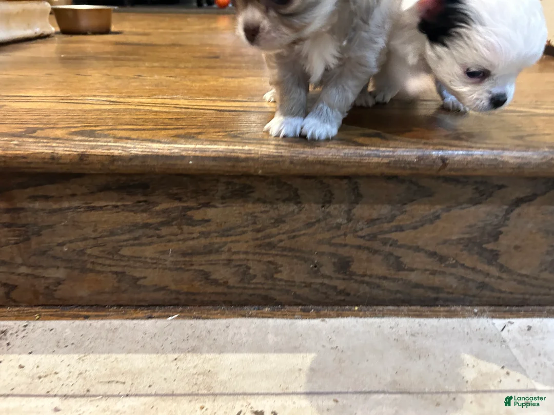 Chihuahua dogs for sale: Chihuahua Puppy 2 - Ad 4