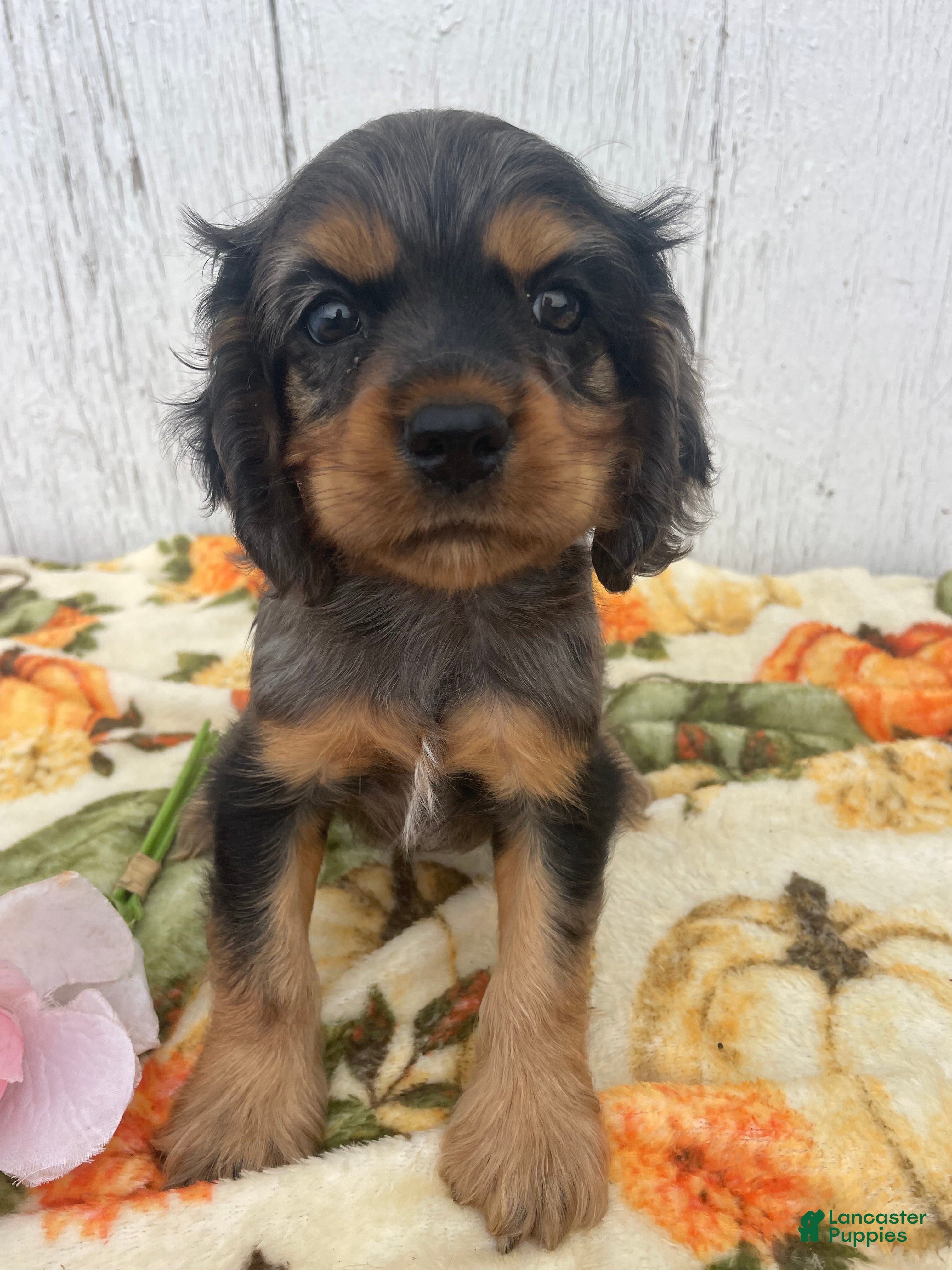 Cocker Spaniel dogs Muggles - Ad 1