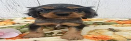 Cocker Spaniel dogs for sale: Muggles - Ad 1