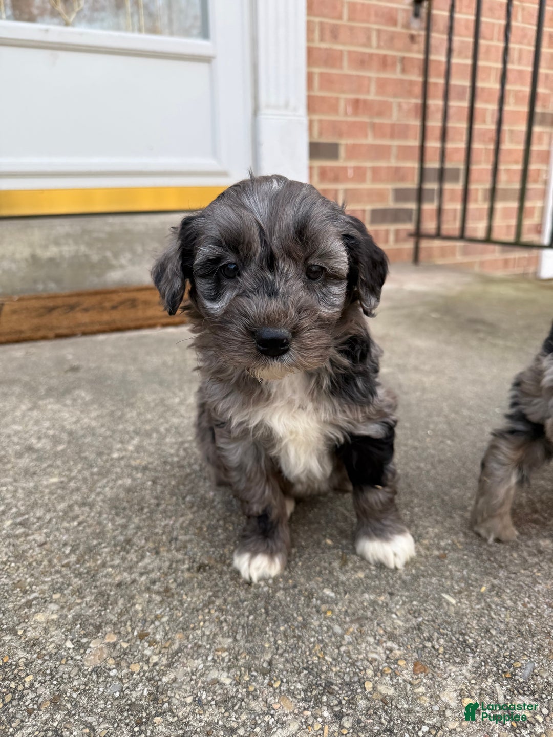 Mini Aussiedoodle dogs for sale: Mini Aussiedoodle Puppy 2 - Ad 3