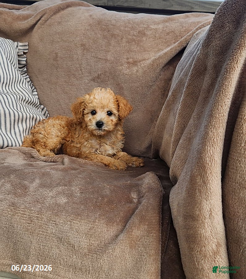 Toy Poodle dogs Gold - Ad 2