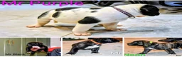 Presa Canario dogs for sale: Mr Purple  - Ad 7