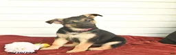 German Shepherd dogs for sale: Cocoa  - Ad 7