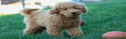 Mini Goldendoodle dogs for sale: MAX - Ad 6