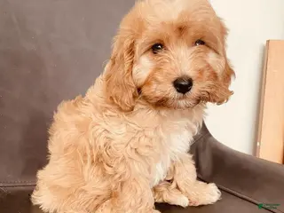 Cavapoo dogs for sale: Cavapoo 1 - Ad 1