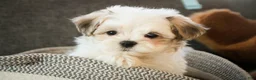 Havanese dogs for sale: Luca - Ad 1