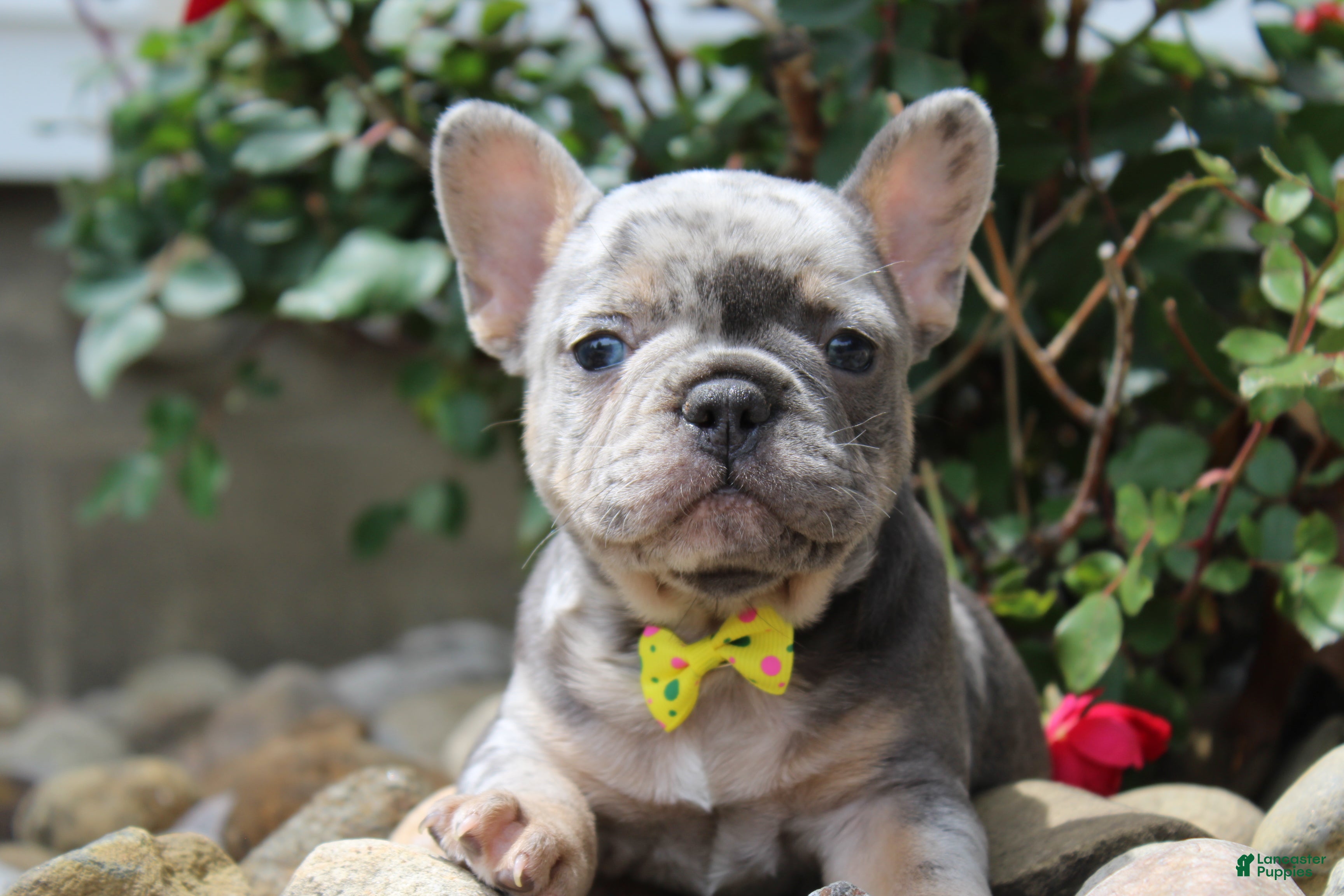 French Bulldog dogs for sale: AKC Bella - Ad 4