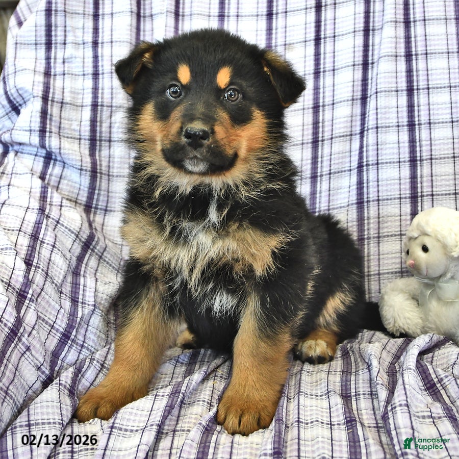 Mixed Breed dogs Cooper - Ad 33