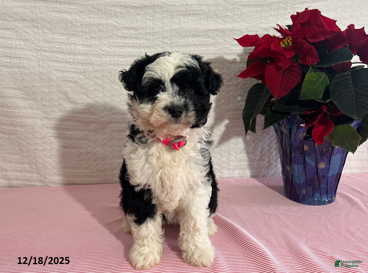 Mini Aussiedoodle dogs Marley - Ad 23