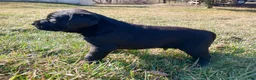 Labrador Retriever dogs for sale: Jimmy - Ad 2
