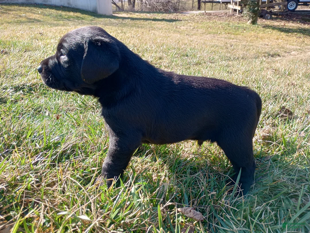 Labrador Retriever dogs for sale: Jimmy - Ad 2
