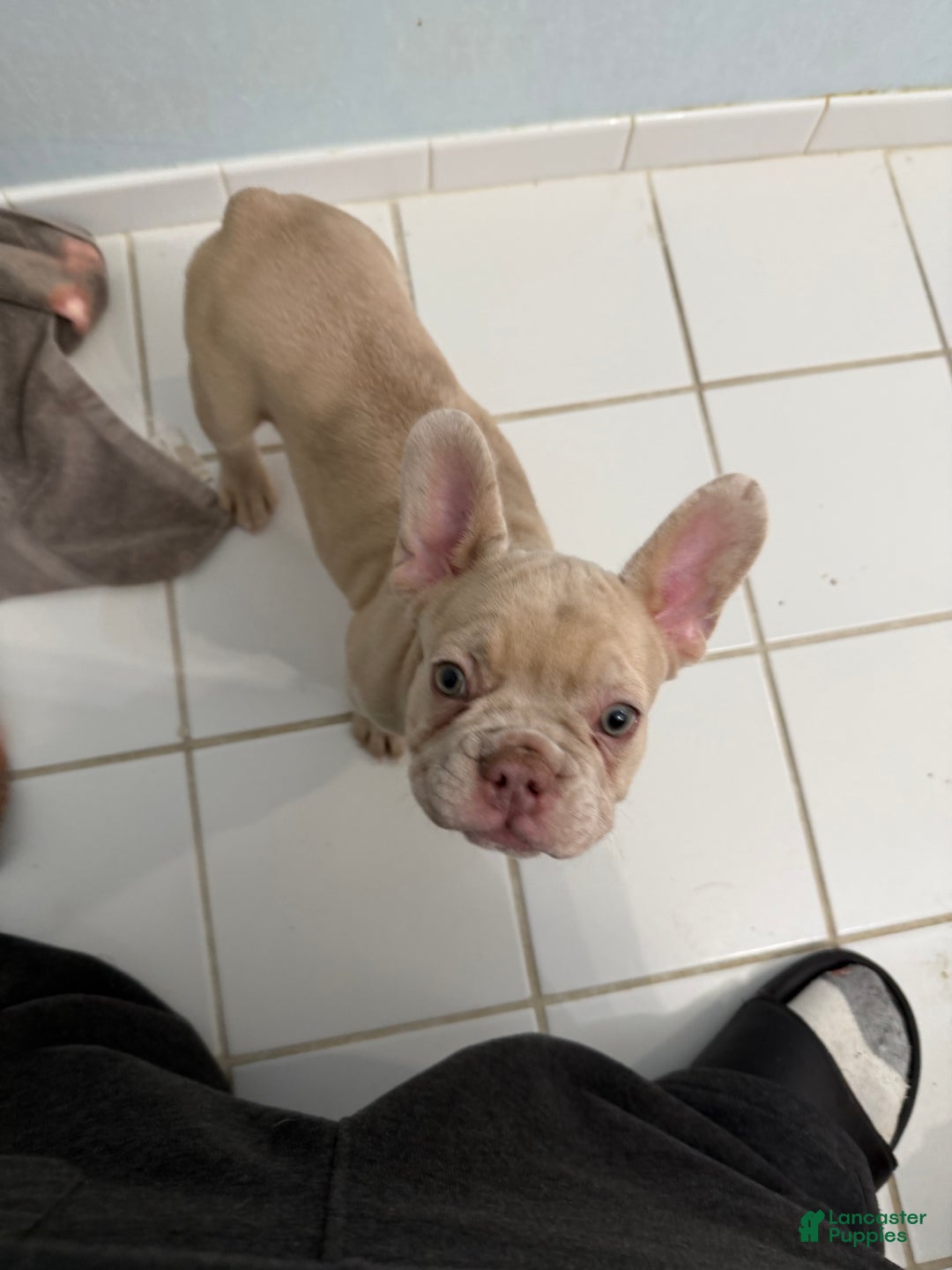 French Bulldog dogs for sale: French Bulldog Puppy 1 - Ad 7