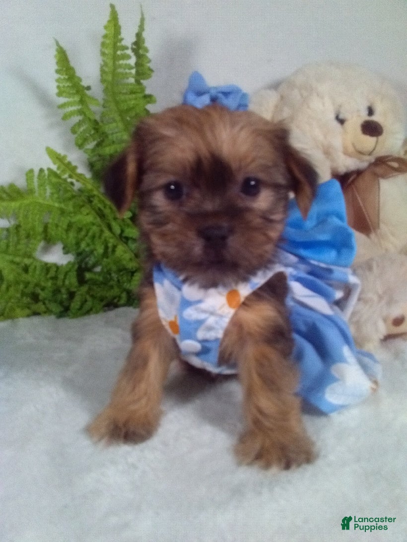 Shorkie dogs Baby - Ad 1
