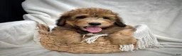 Bernedoodle dogs for sale: Theo - Ad 14