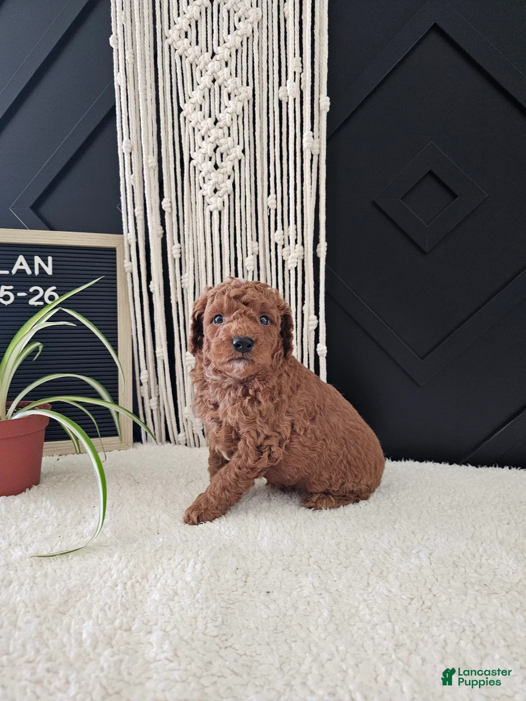 Mini Goldendoodle dogs for sale: Dylan - Ad 9