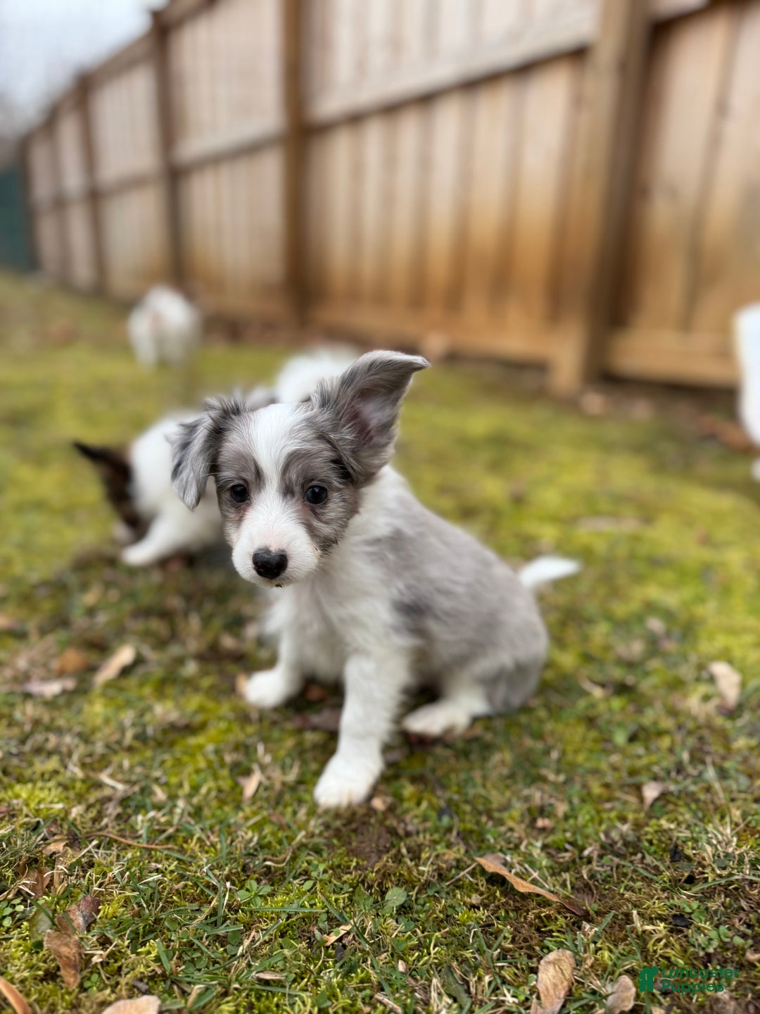 Mixed Breed dogs for sale: Slate - Ad 7