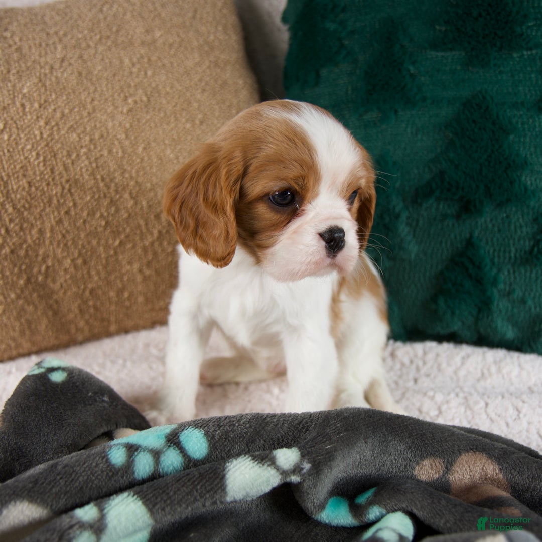 Cavalier King Charles Spaniel dogs for sale: Amelia - Ad 4