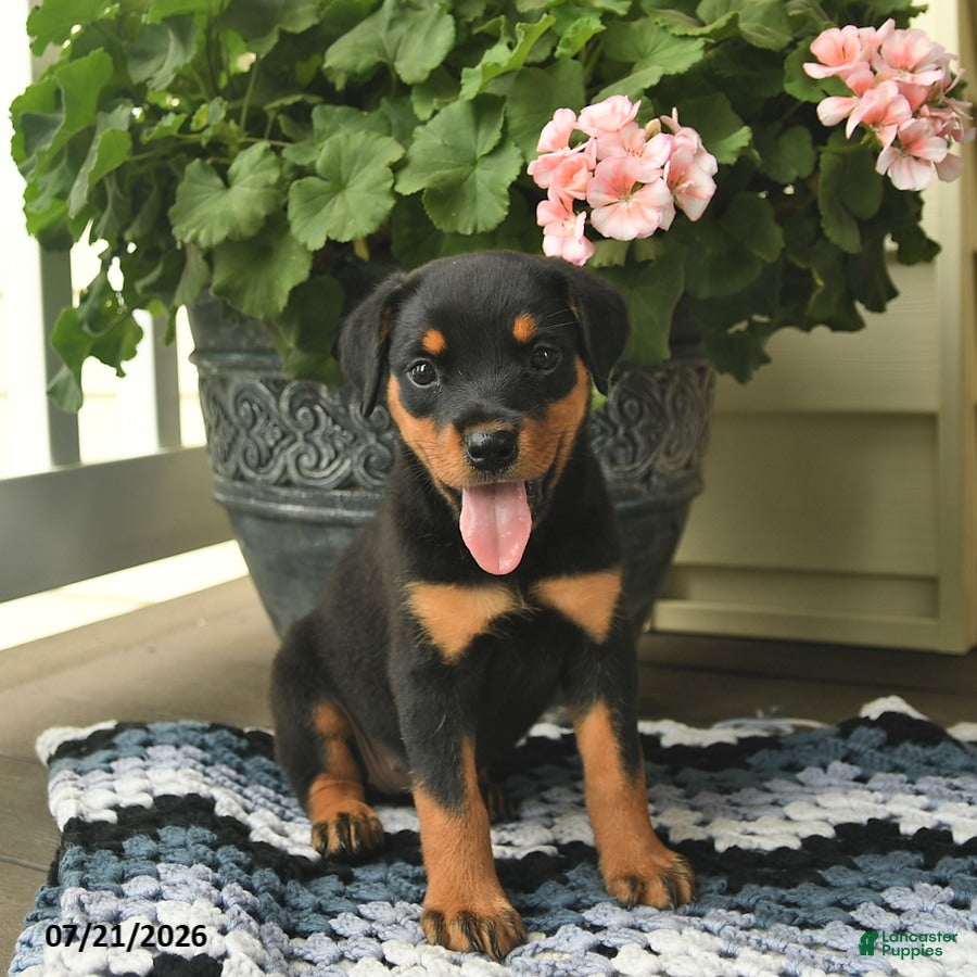 Rottweiler dogs Mocha  - Ad 2