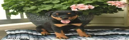Rottweiler dogs for sale: Mocha  - Ad 2