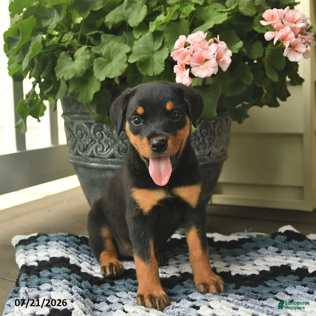 Rottweiler dogs for sale: Mocha  - Ad 2