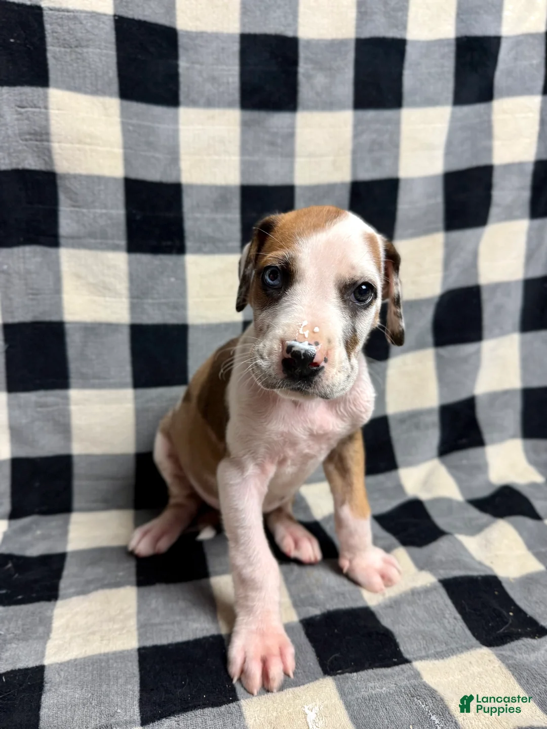 Great Dane dogs for sale: Fawnquin (Heavy Euro) - Ad 8