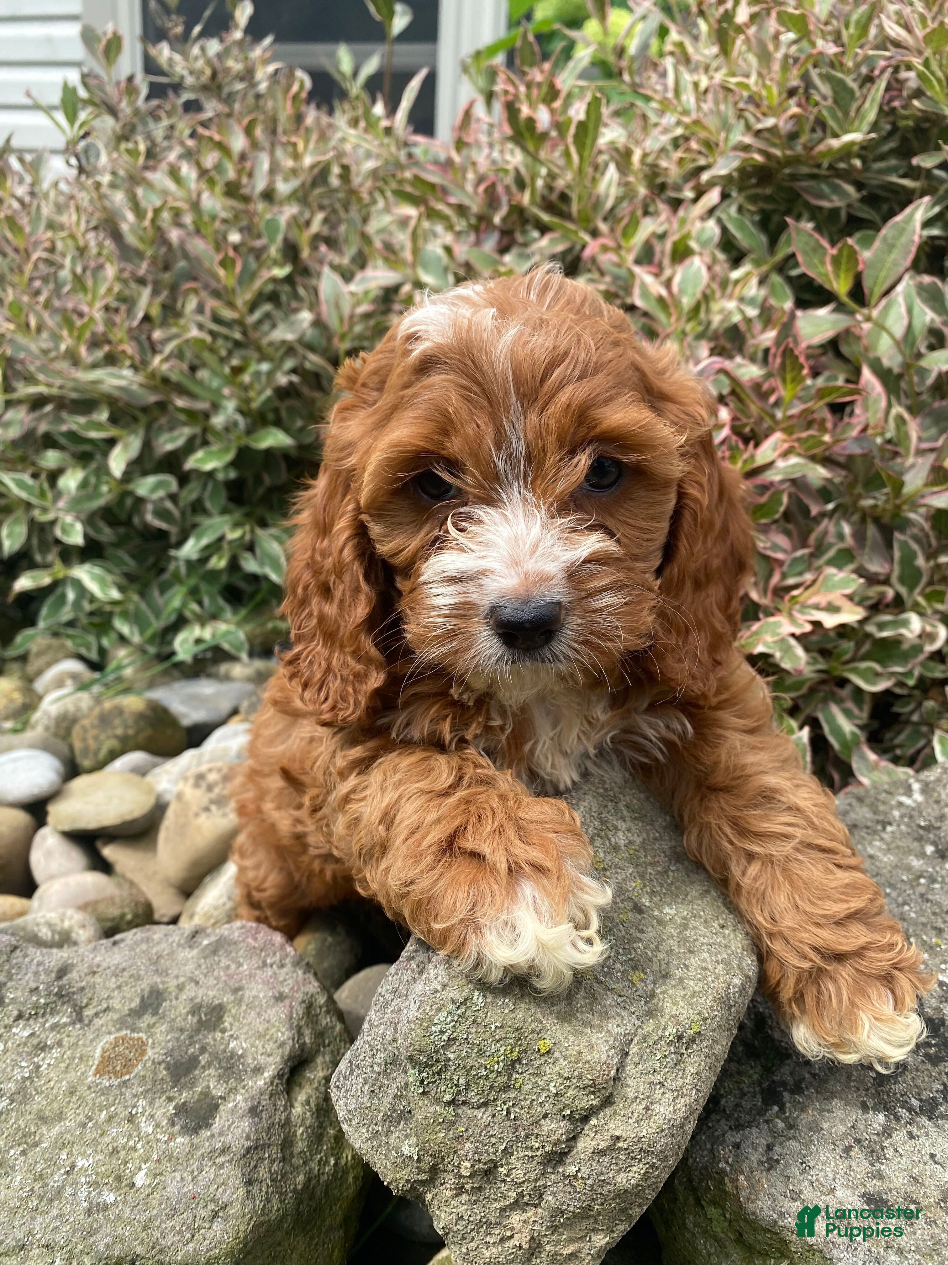 Cockapoo dogs Layla - Ad 1
