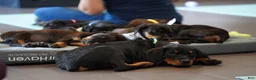 Rottweiler dogs for sale: Vermithor - Ad 7