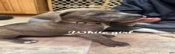 Cane Corso dogs for sale: Cane Corso Puppy 7 - White Girl - Ad 4
