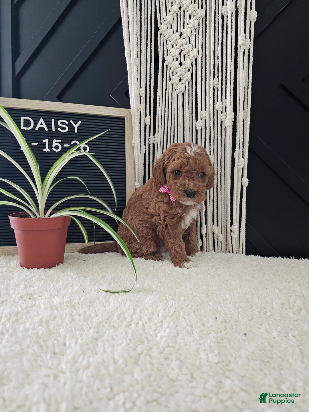 Mini Goldendoodle dogs for sale: Daisy - Ad 7