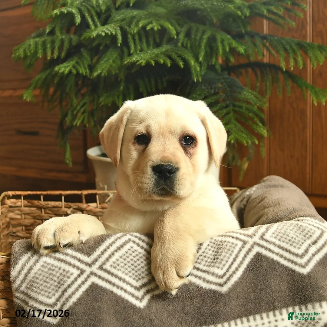 Labrador Retriever dogs for sale: Gage  - Ad 5