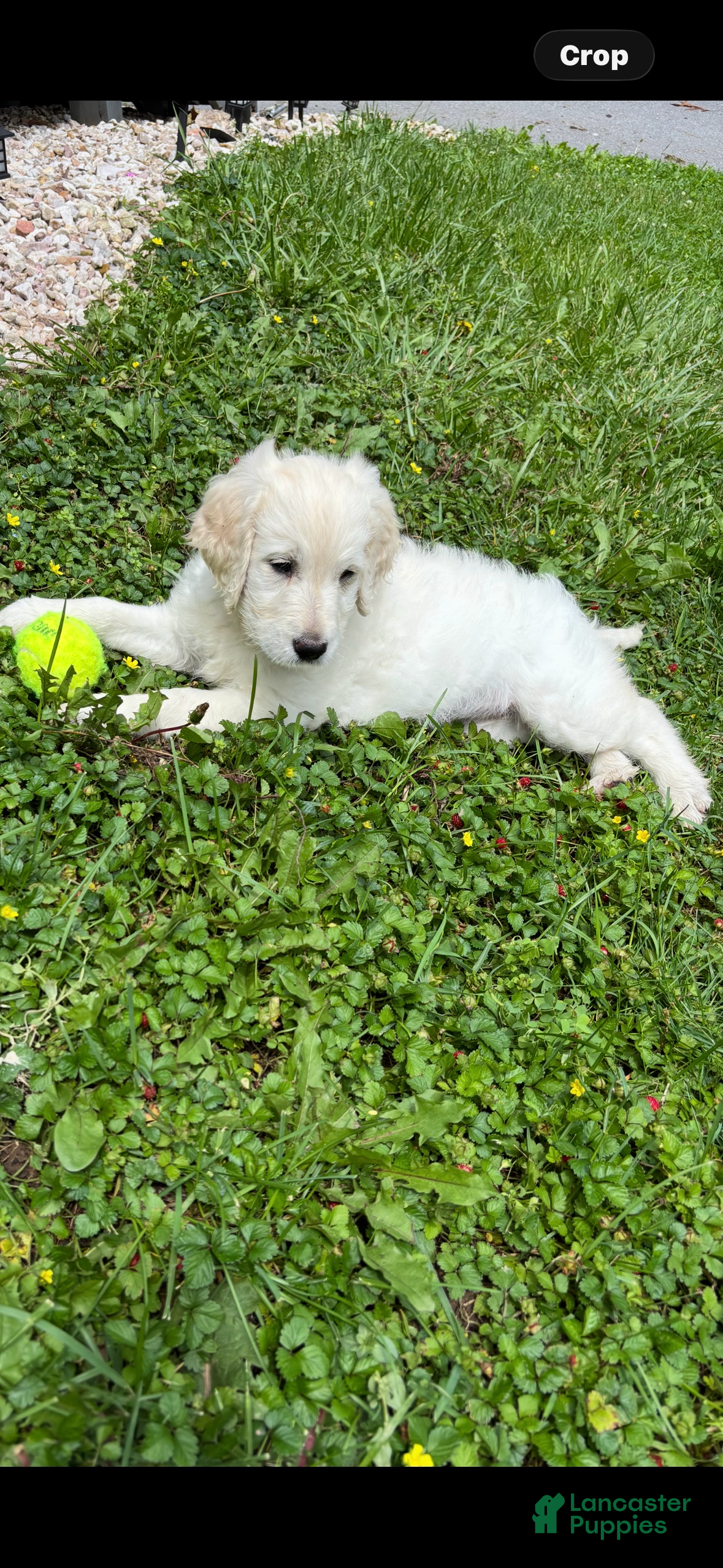 Goldendoodle dogs Goldendoodle Puppy 5 - Ad 2