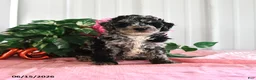 Miniature Poodle dogs for sale: Buster - Ad 2