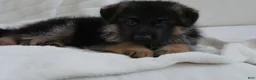 German Shepherd dogs for sale: German Shepherd Blue Collar Male Pick of Liter! - Ad 5