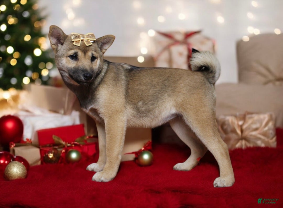 Shiba Inu dogs for sale: Janey - Ad 2