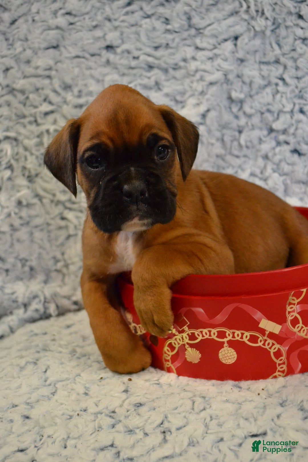Boxer dogs for sale: Ryder - Ad 4