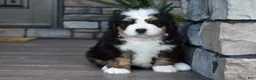 Mini Bernedoodle dogs for sale: Jax - Ad 10