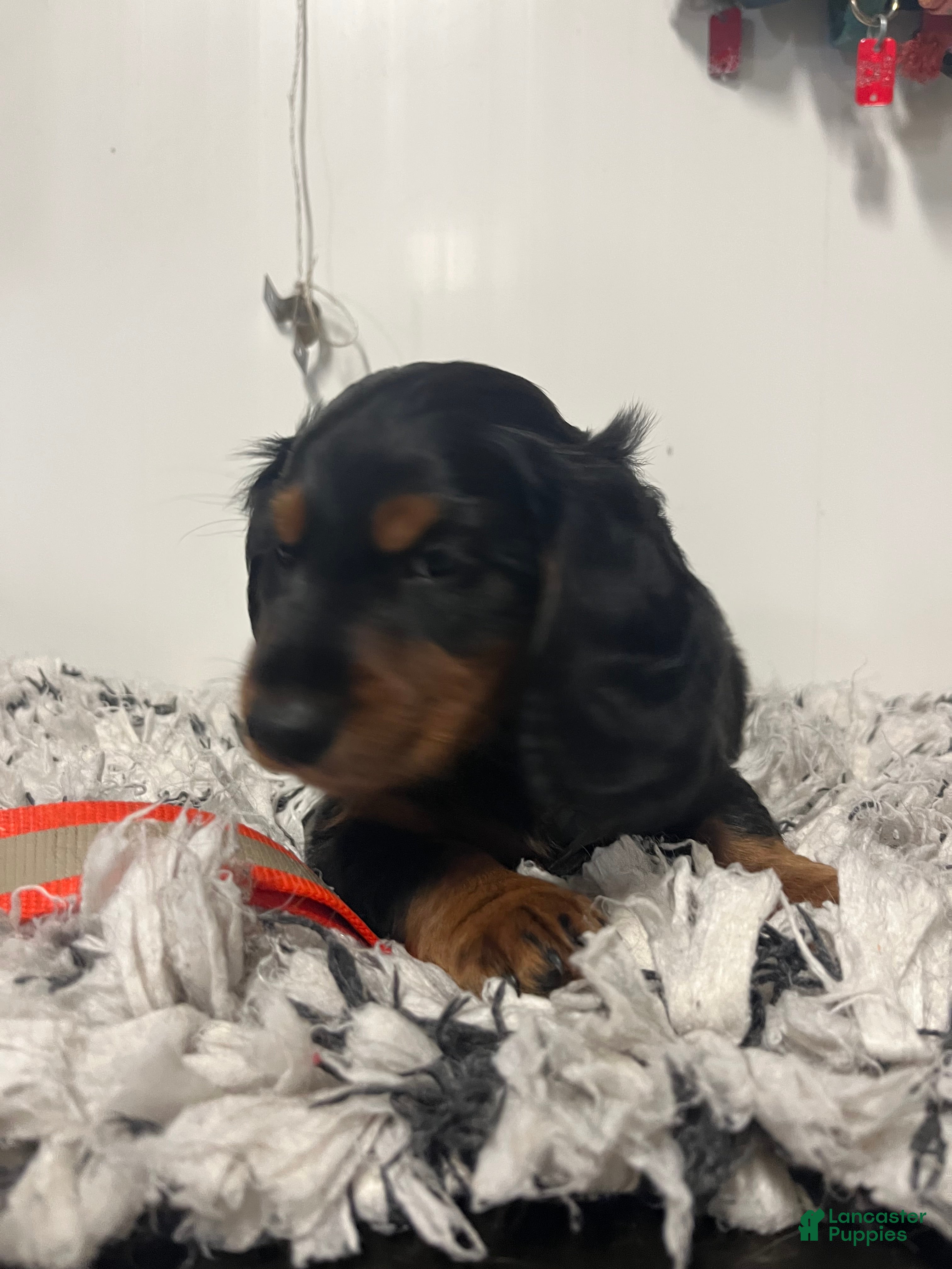Miniature Dachshund dogs Rascal  - Ad 1