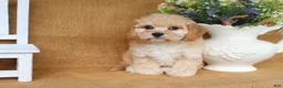 Cavachon dogs for sale: Tessa - Ad 5
