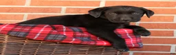 Labrador Retriever dogs for sale: Ariel - Ad 3