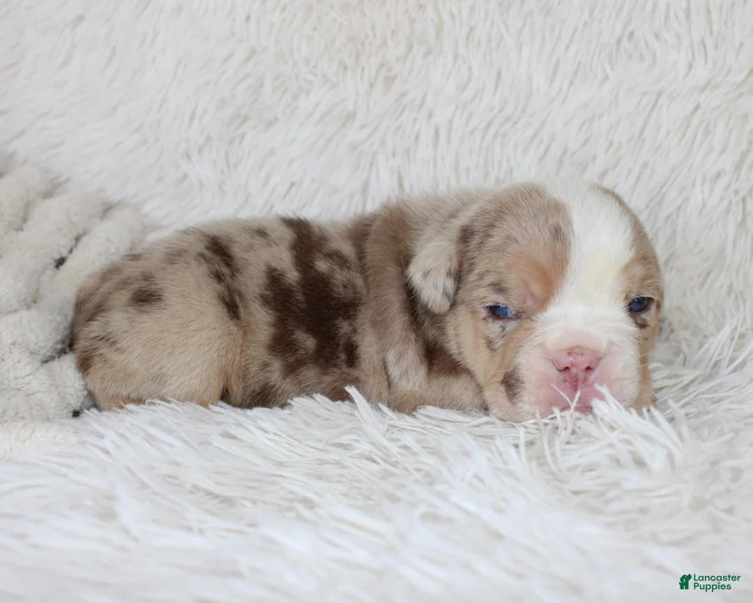 English Bulldog dogs for sale: Kipp - Ad 1