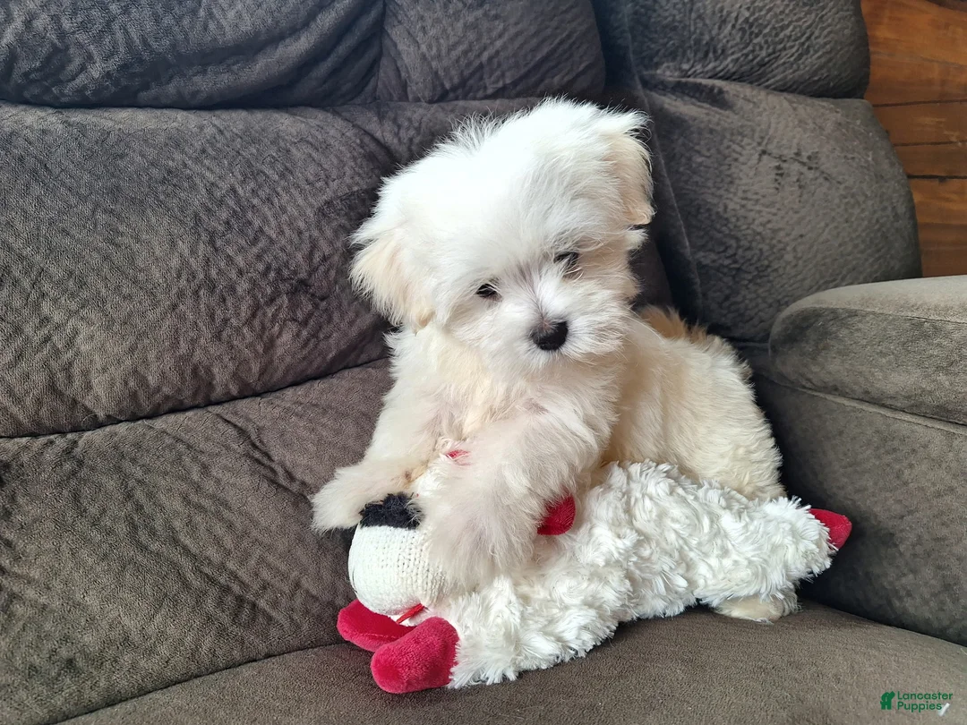 Maltese dogs for sale: Snowden - Ad 1