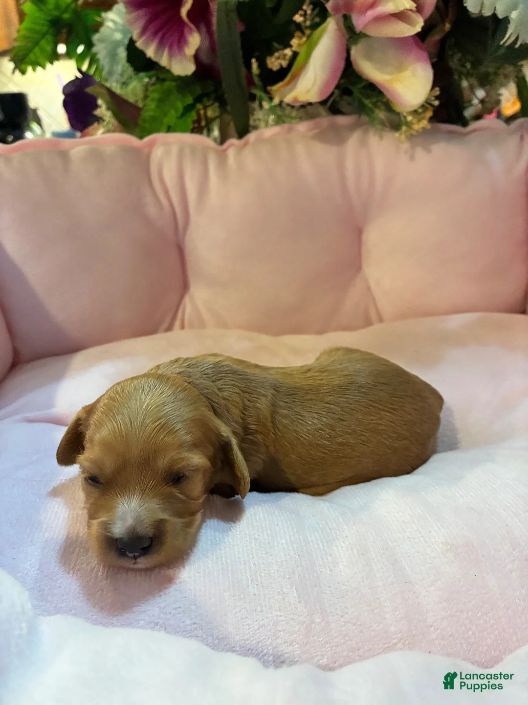 Cavachon dogs for sale: Cavachon 5 - Ad 11