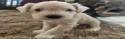 Miniature Schnauzer dogs for sale: Miniature Schnauzer 5 Gojo - Ad 2