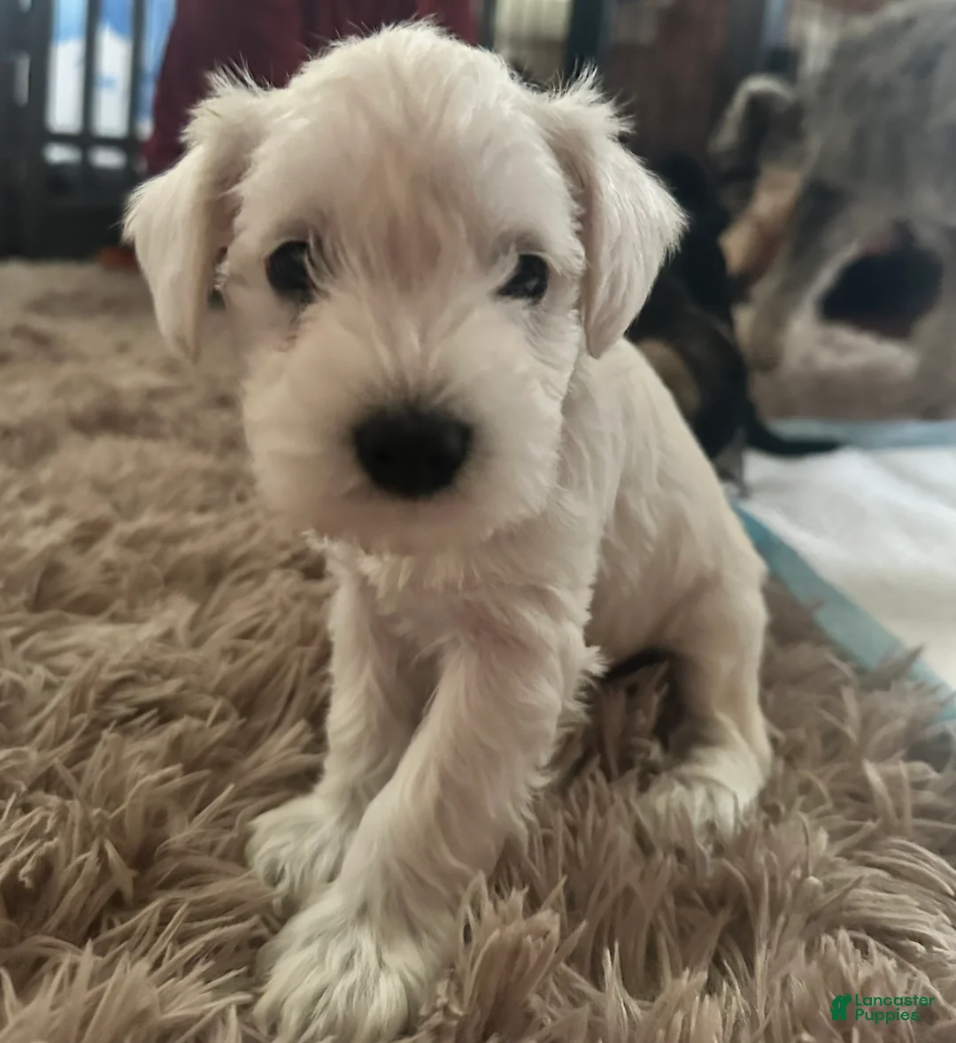 Miniature Schnauzer dogs for sale: Miniature Schnauzer 5 Gojo - Ad 2