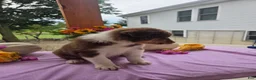 Australian Shepherd dogs for sale: Teddy - Ad 8