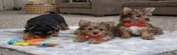 Yorkshire Terrier dogs for sale: Princess - Ad 6