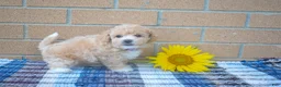 Maltipoo dogs for sale: Francis  - Ad 3