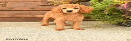 Toy Poodle dogs for sale: Dandy - Ad 3