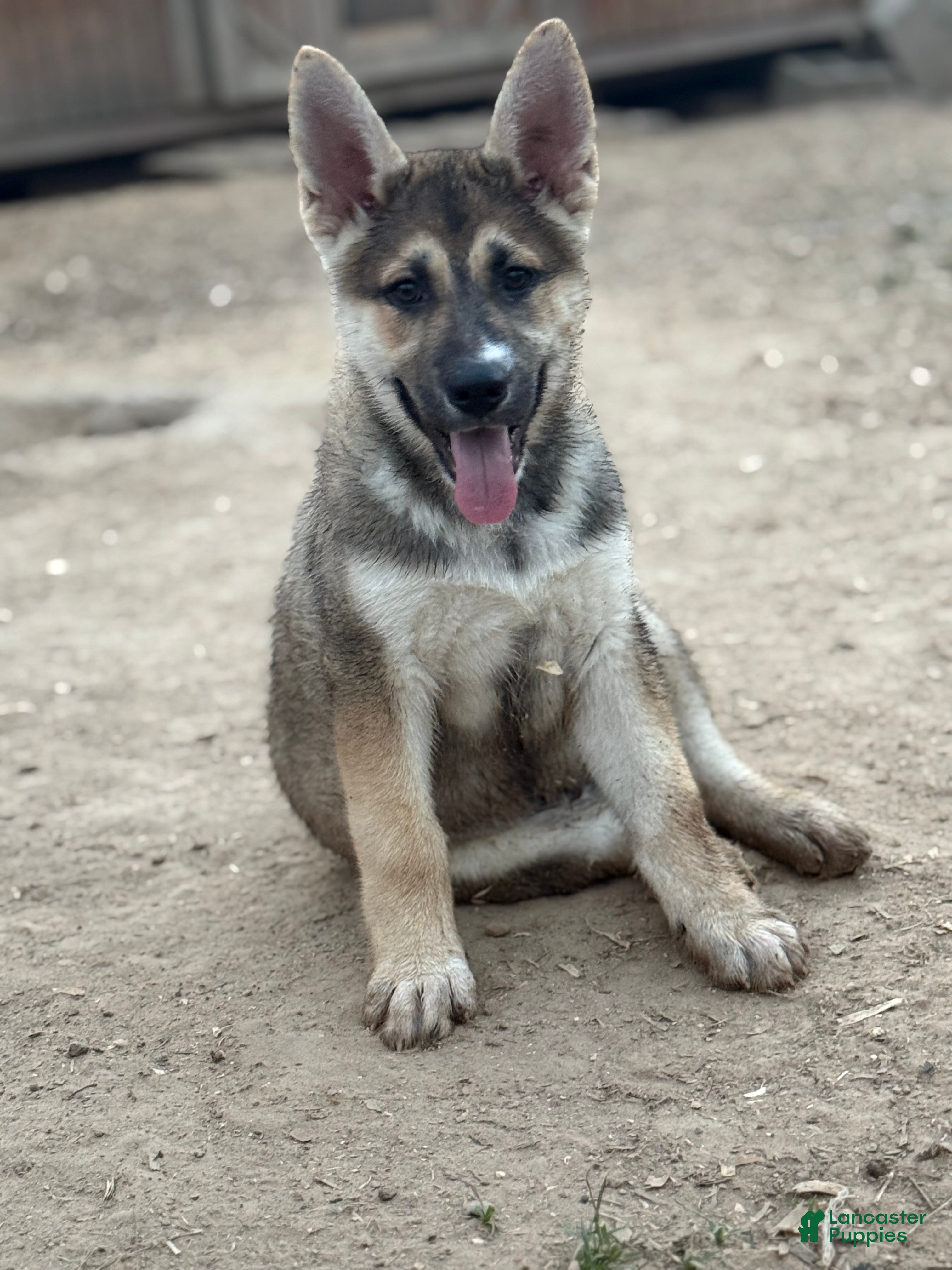 Gerberian Shepsky dogs Oliver - Ad 2