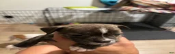 Mixed Breed dogs for sale: Mixed Breed 3 - Ad 5